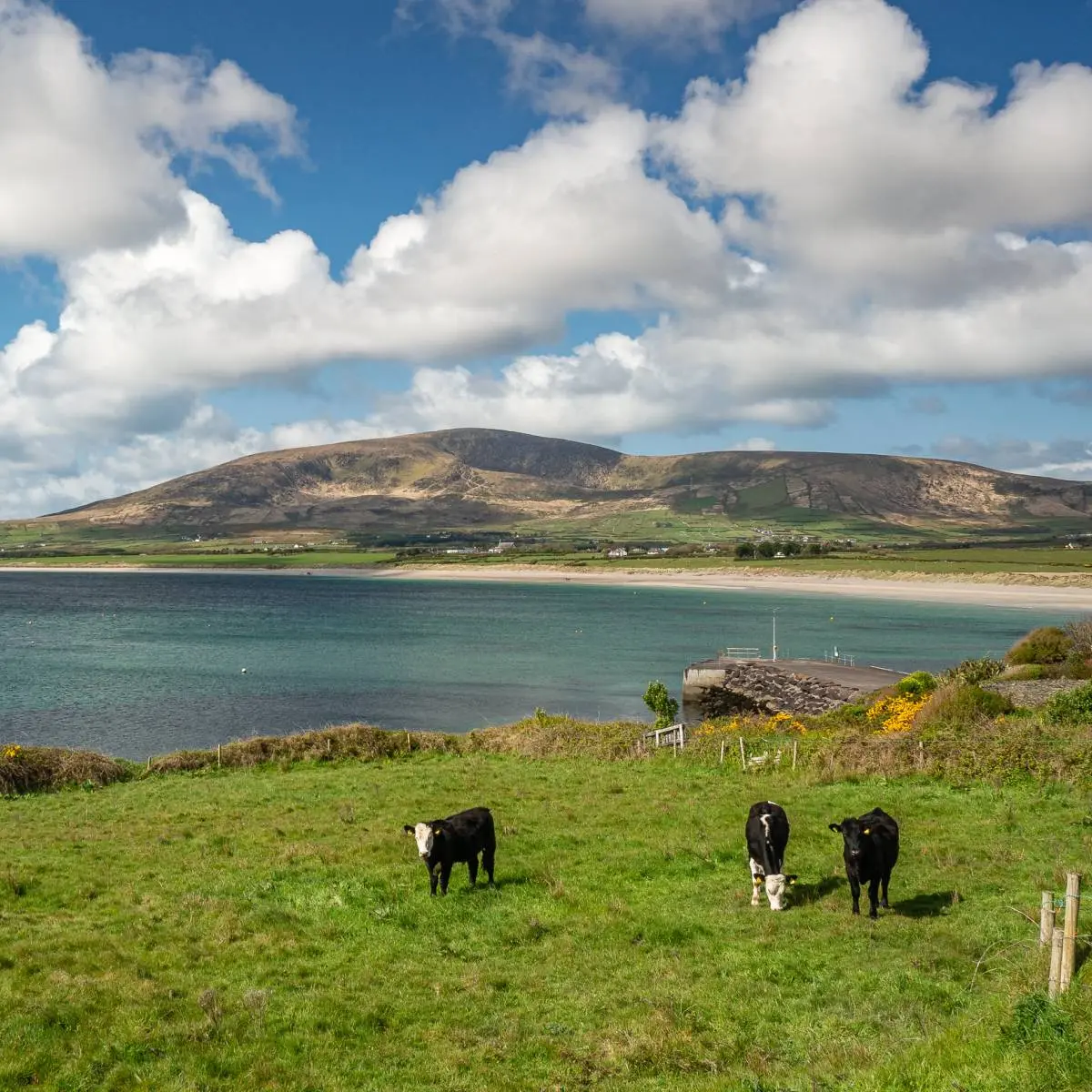 Ventry Beach - Only a few minutes walk from Ventry Farm Cottages. Dingle Peninsula, Co. Kerry, Ireland.