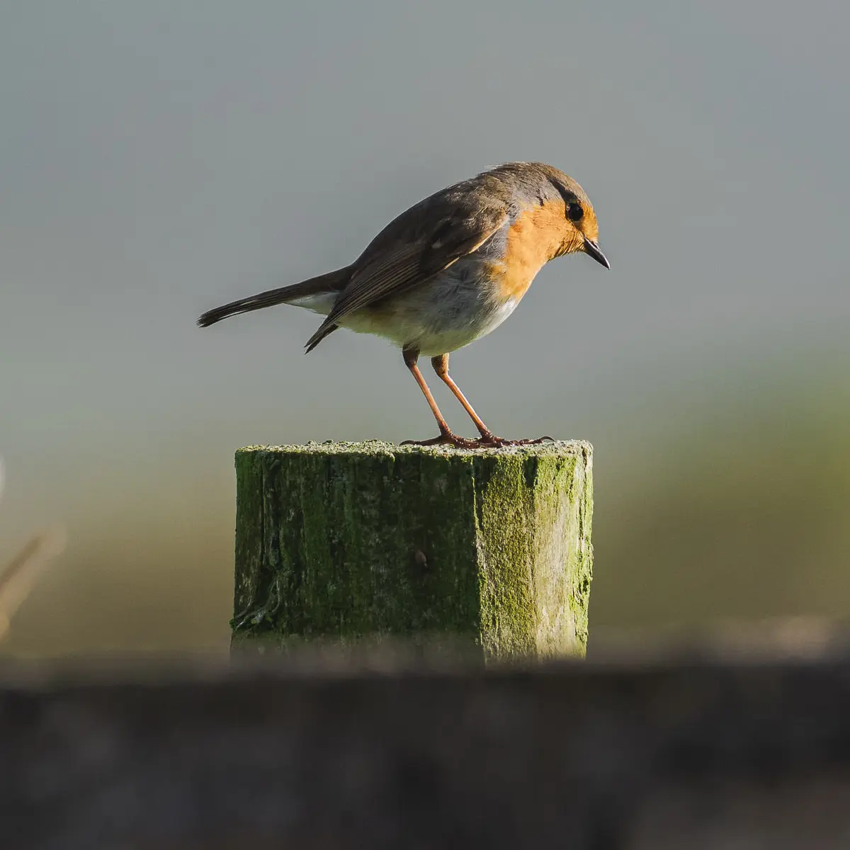 Wildlife on Dingle Peninsula, Ventry Beach.