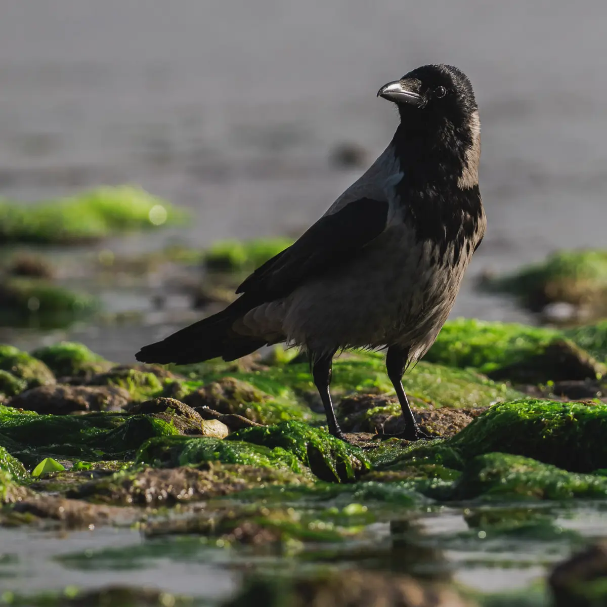 Wildlife on Dingle Peninsula, Ventry Beach.