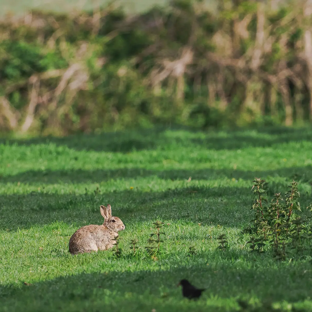 Wildlife on Dingle Peninsula, Ventry Beach.