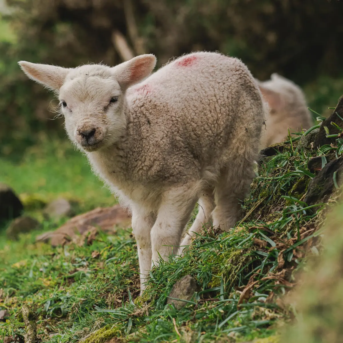 Wildlife on Dingle Peninsula, Ventry Beach.