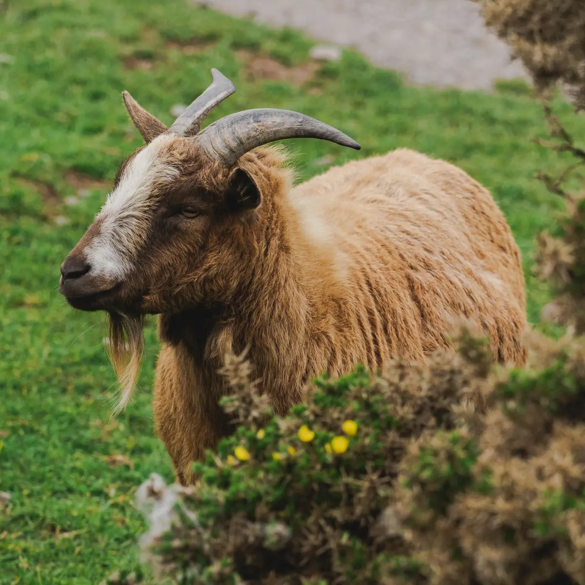 Wildlife on Dingle Peninsula, Ventry Beach.