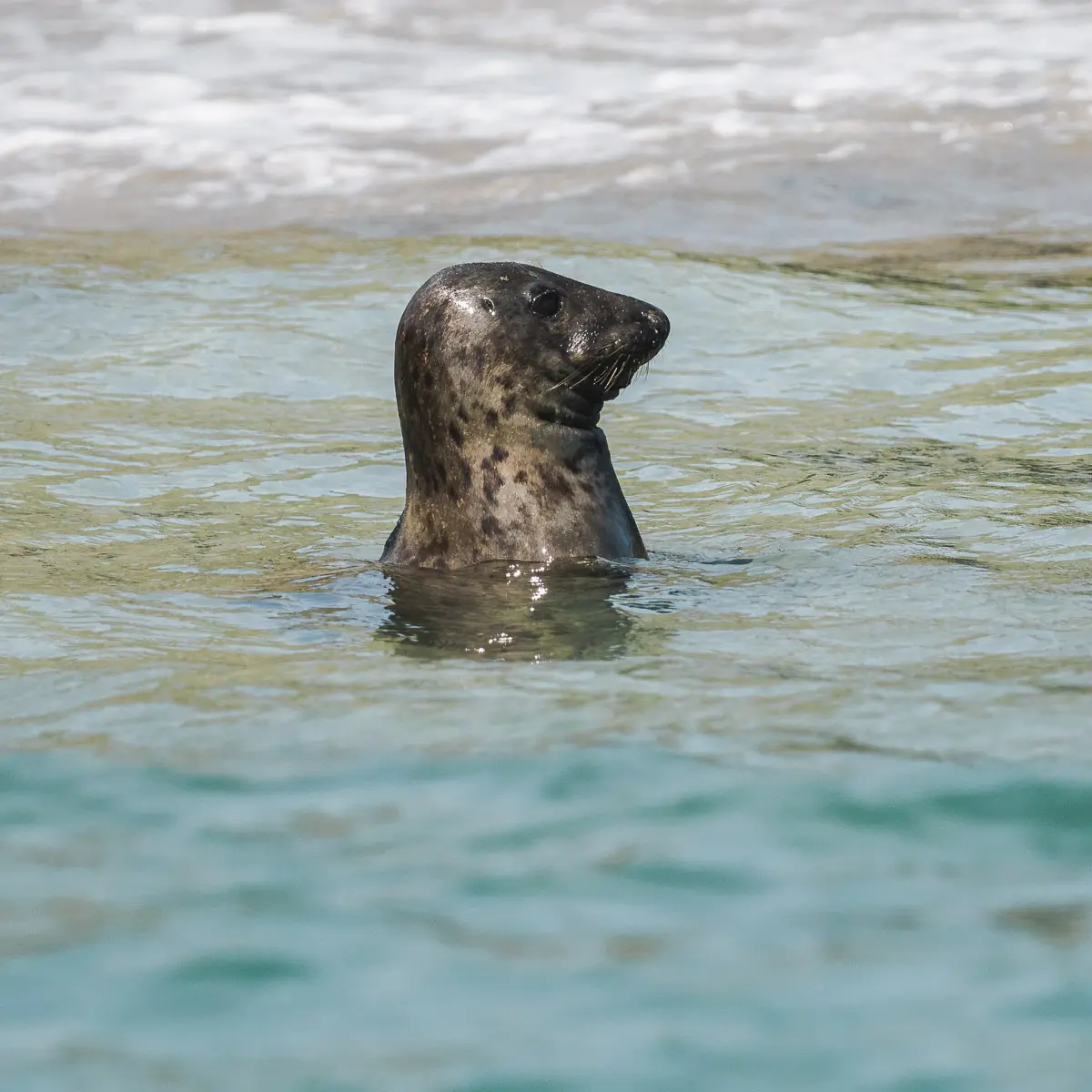 Wildlife on Dingle Peninsula, Ventry Beach.