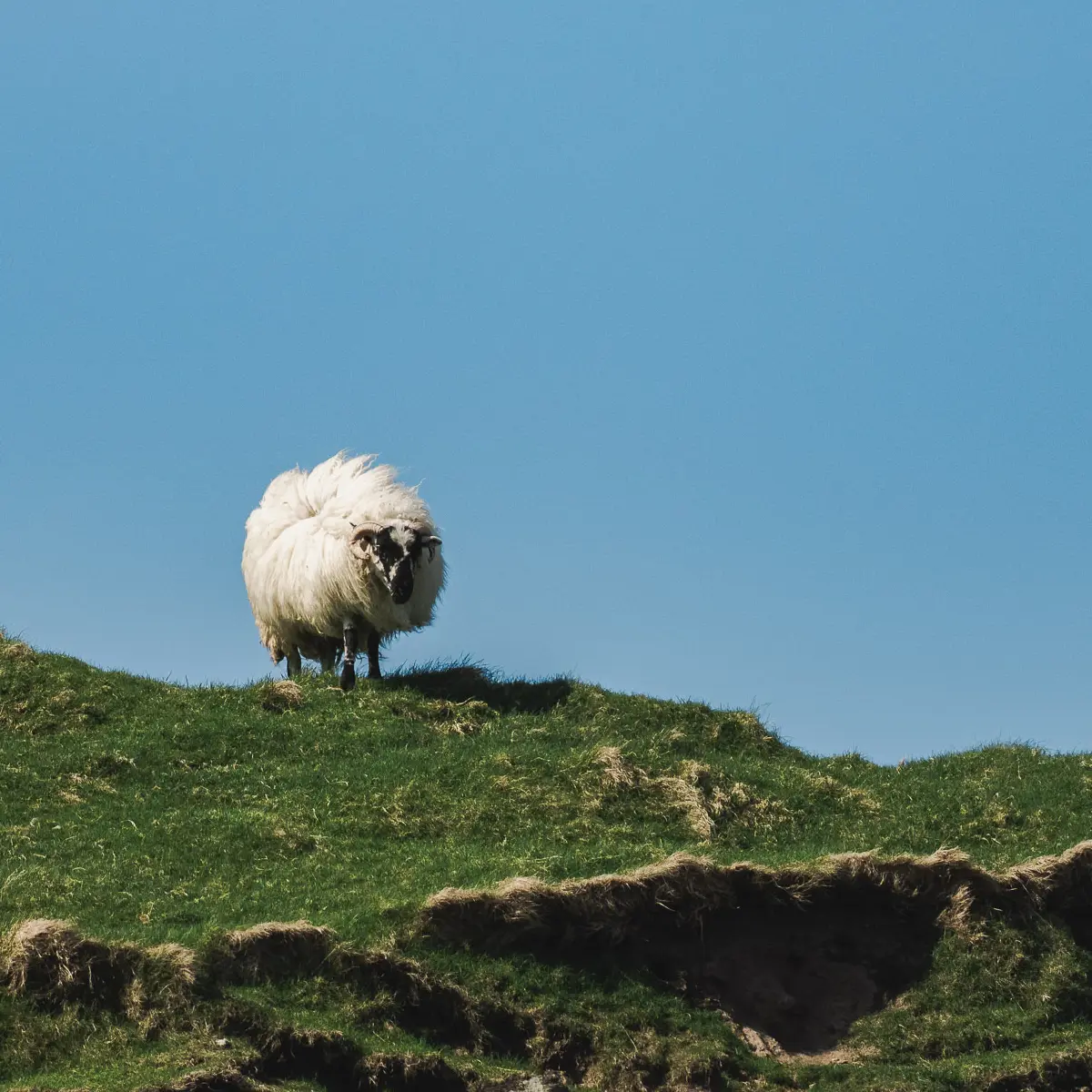 Wildlife on Dingle Peninsula, Ventry Beach.