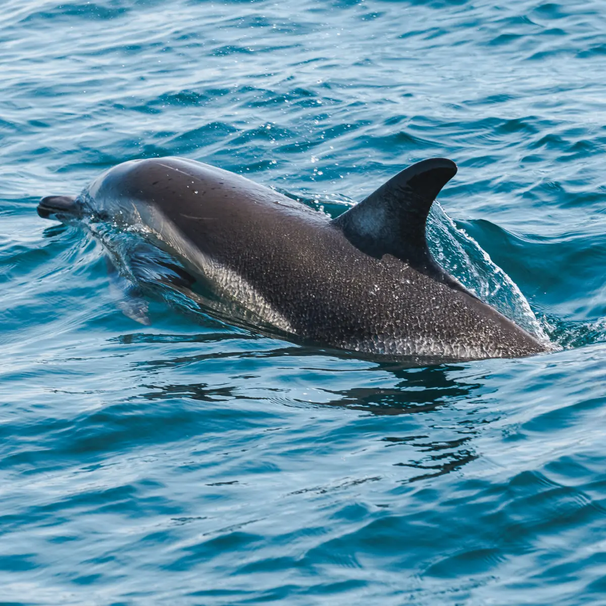 Wildlife on Dingle Peninsula, Ventry Beach.