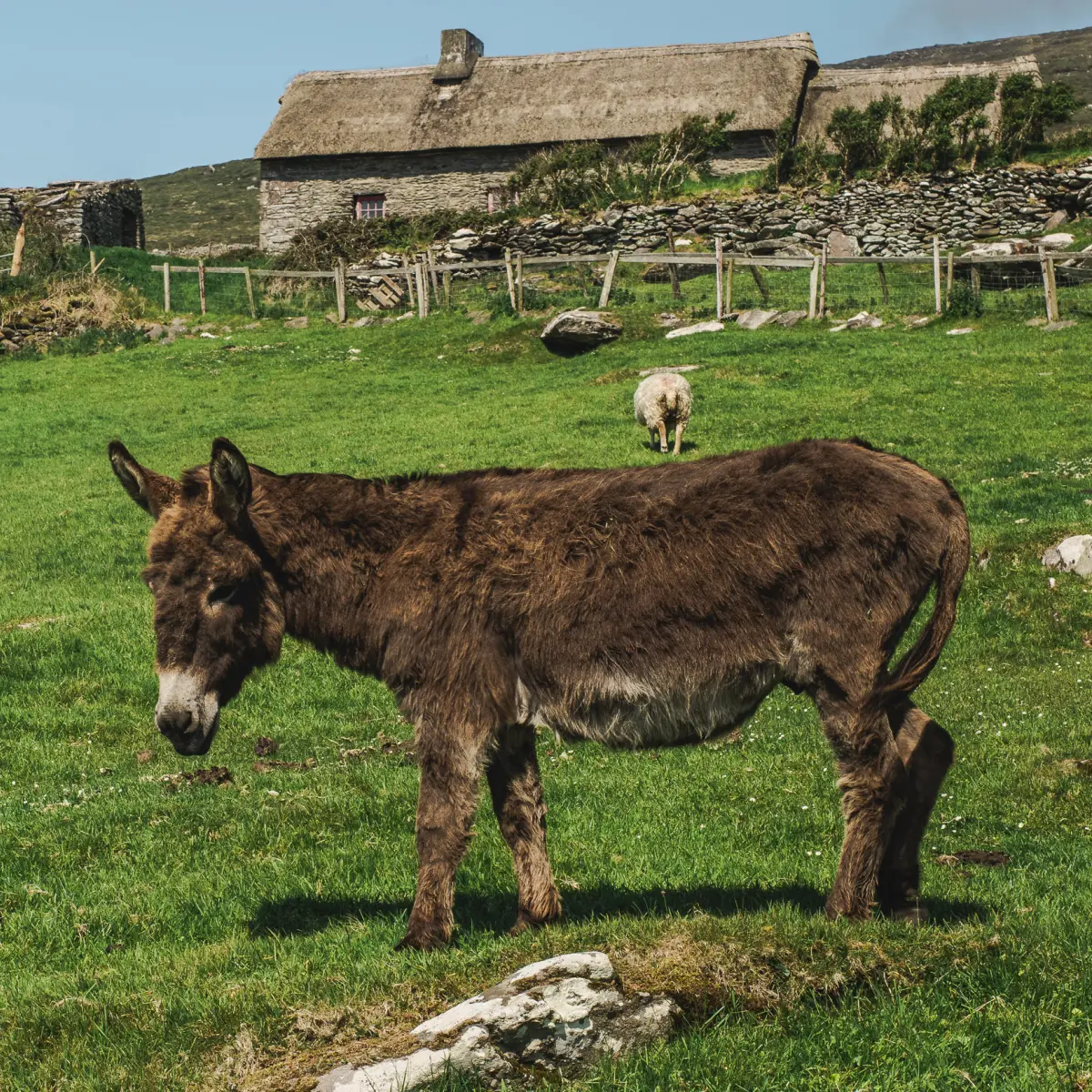 Wildlife on Dingle Peninsula, Ventry Beach.