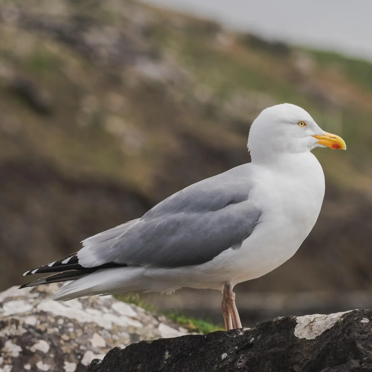 Wildlife on Dingle Peninsula, Ventry Beach.