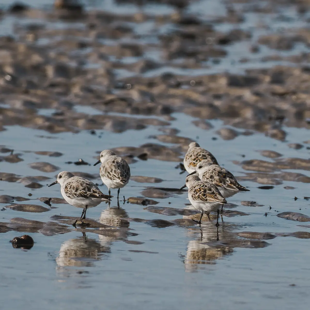 Wildlife on Dingle Peninsula, Ventry Beach.